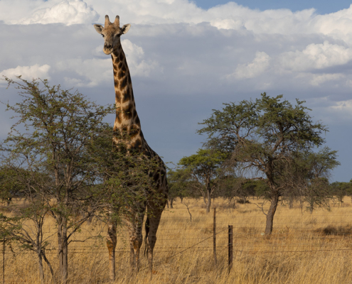 Giraffe Namibia | Kiripotib Soaring