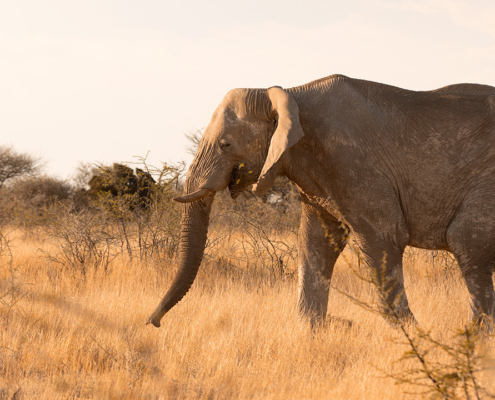 Elephant Namibia | Kiripotib Soaring