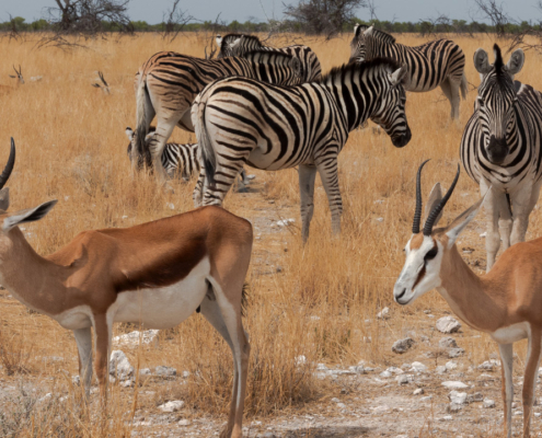 Etosha National Park | Kiripotib Soaring